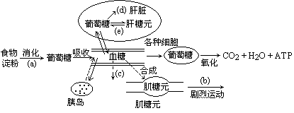 图4-12是正常人的糖代谢途径及其调节的示意图.据图