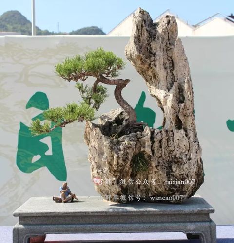 [转载]以石为盆 ——石头花盆盆景美图