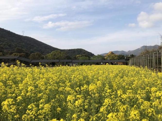 展茅街道干施岙村油菜花开.