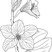 紫荆素描简笔画 简笔画图片大全-蒲城教育文学网