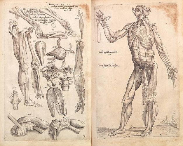 时尚 正文  解剖学家andreas vesalius(安德雷亚斯·维萨里,奥地利