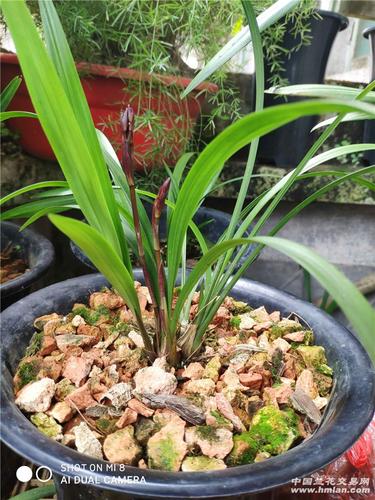 建兰季都来了花苞