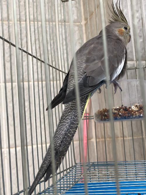 求大神帮我鉴定此玄凤是公是母?