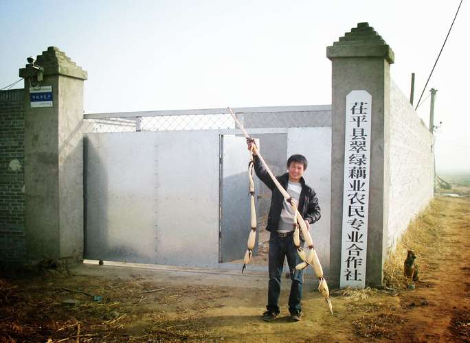 茌平县翠绿藕业农民专业合作社