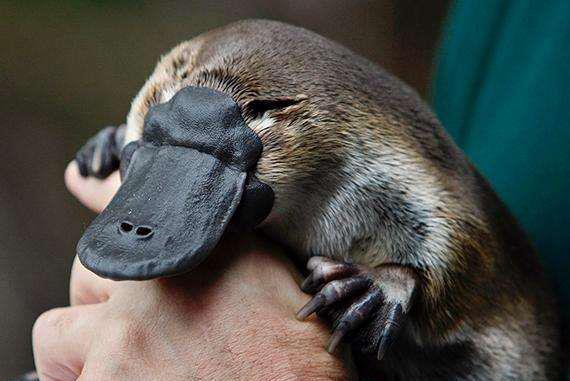 鸭嘴兽也快灭绝了,澳大利亚束手无策,损失将难以估量小新蛋娱乐·06