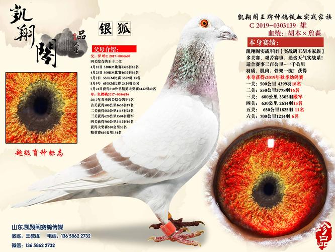 银狐_凯翔阁赛鸽传媒_ ag188.com爱鸽商城_中国信鸽信息网