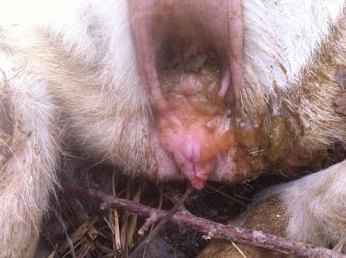 我有一个小母羊第二窝.头天晚上还好好的.第天早起喂料时不吃东西.