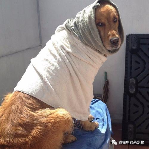 洗澡以后,披上浴巾的狗狗
