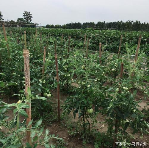 张掖小伙无意发现黑番茄,远销海外遭抢购,1斤10块不愁