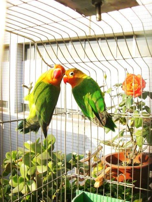 我家的一对爱情鸟-----小英和小武