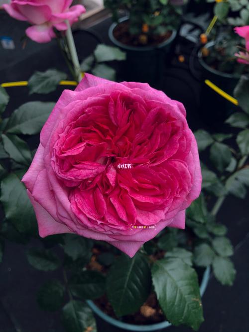 蓝莓蛋糕月季_蓝莓蛋糕_月季_秘密花园_穿搭_蔷薇_水果_家居家装_家居