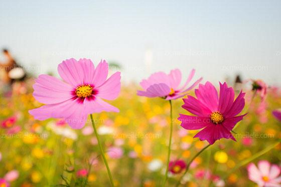 植物图片 当下在人们的心里,格桑花的花语涵义就是怜取眼前人.