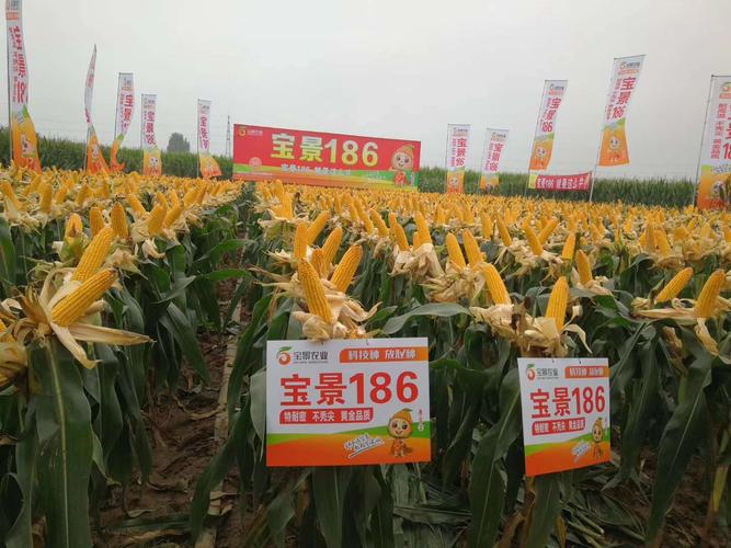 【玉米】宝景186,全国首秀,重磅发布,莫大商机,不容缺席!