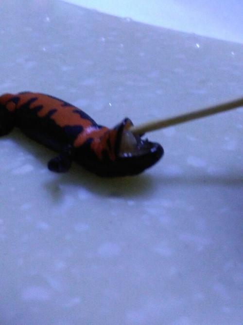 这蝾螈在水里浑身长白点死了,捞出来这个样子,是怎么回事?