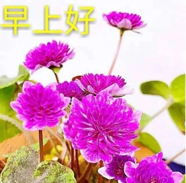 2021年6月30日星期三清晨早上好问候祝福图片周三最新早安图片带字