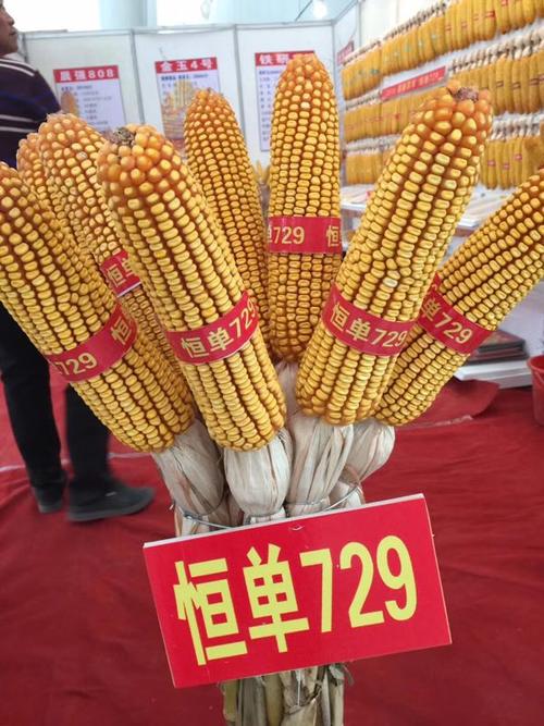 2018年黑龙江农业厅推荐给农民朋友的优质高产品种恒单729