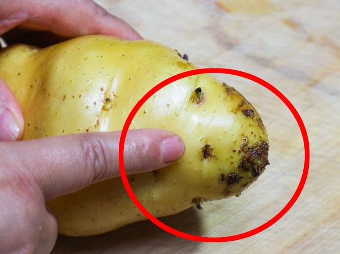 土豆发芽到底能不能吃?