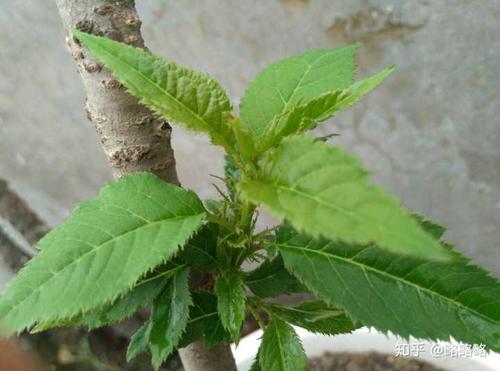 车厘子树的嫩芽是什么颜色?