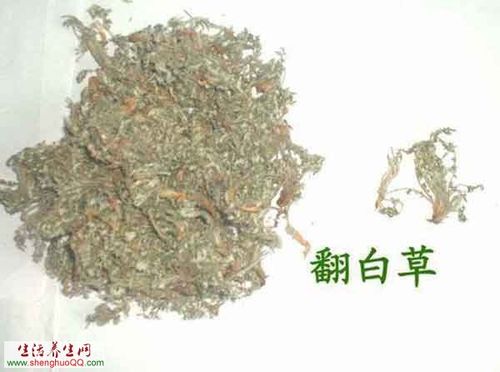 翻白草-功效及作用