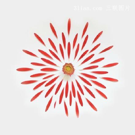 用花摆形状图片