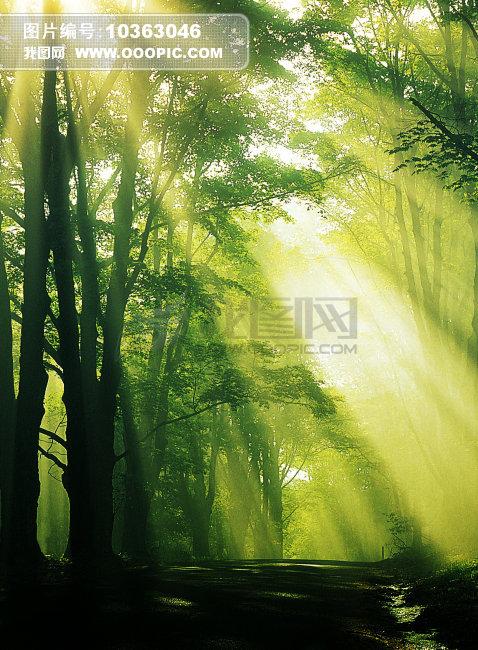 树林图片模板下载(图片编号:10363046)_自然风景图片