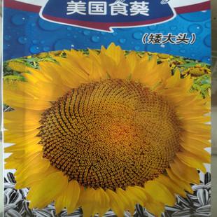 蔬菜种子 葵花种子 矮大头 食用葵花