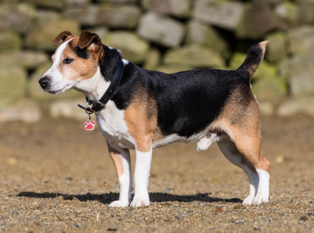 巴吉度犬美国可卡犬哈瓦那犬苏格兰梗西藏猎犬挪威梗约克夏梗马尔济斯