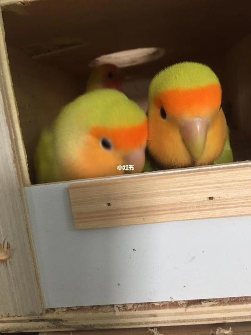 牡丹鹦鹉-金面澳桂_牡丹_宠物_宠物其他