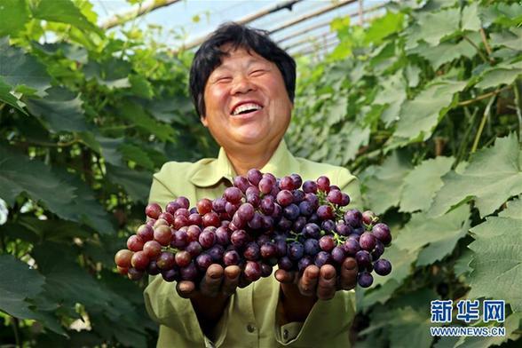 6月14日,在河北省廊坊市永清县龙虎庄乡绳高营村的冷棚葡萄大棚内