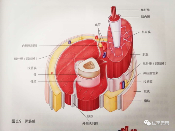 关于人体筋膜,对我们身体究竟有何意义?