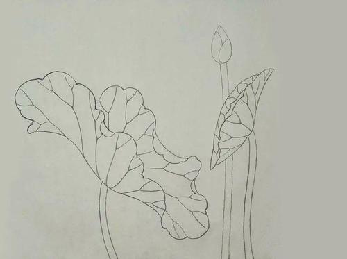 荷花,又称莲花,多年水生植物.根茎(藕)肥大多节,横生于水底泥中.