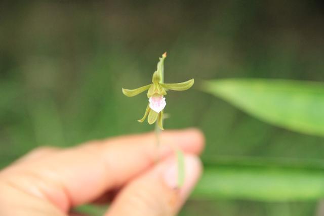 路边发现一株二级保护植物,无叶美冠兰,没有叶子的兰花,也挺美
