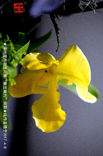 扬州瘦西湖兰花展"嘉兰有约"剪影
