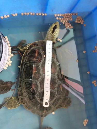 花龟能长到多大?_龟_宠物_宠物其他