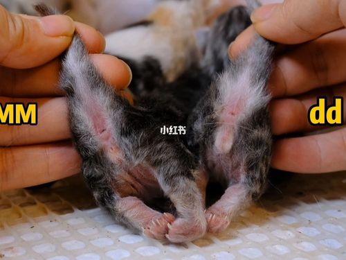 如何分辨刚出生小猫是弟弟还是妹妹?