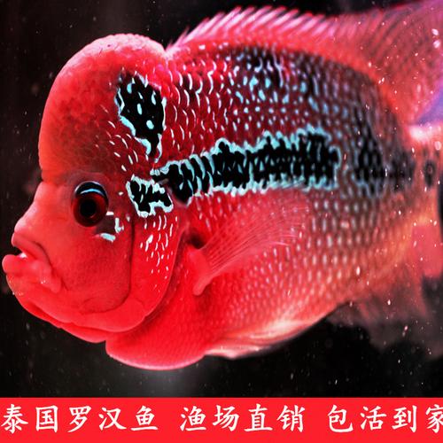 一折罗汉鱼活体 爆头 鸿运当头