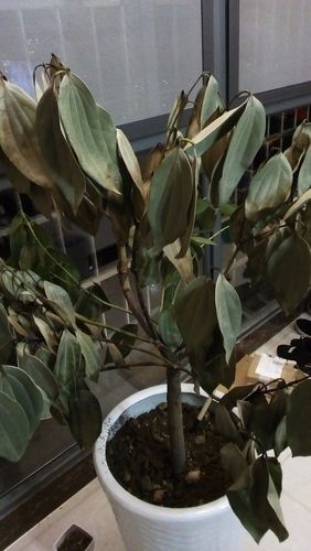 平安树叶子下垂,干枯,怎么救治?