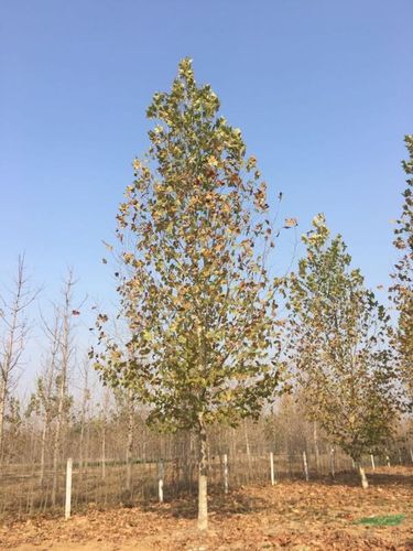 速生法桐树,悬铃木,15公分法桐.18公分法桐.图片