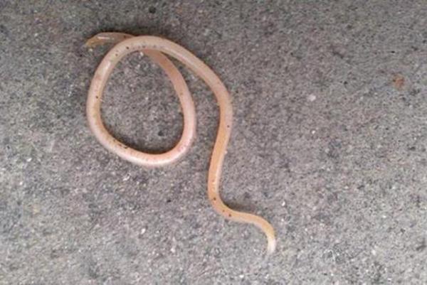 家长别大意,孩子出现这5个症状,就是肚子里长「蛔虫」