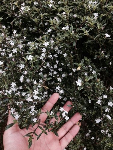 请问啥灌木,叶子很小,现在开小白花