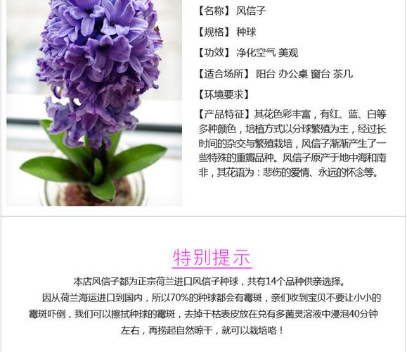 风信子的花语为" 只要点燃生命之火,便可同享丰盛人生".