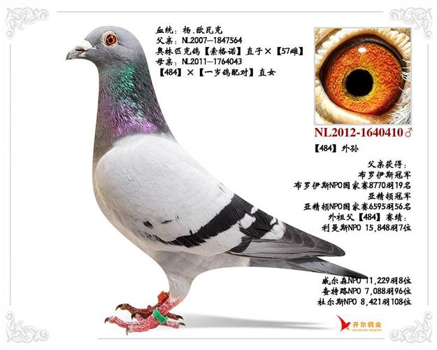 开尔鸽业--高级展厅--搜鸽网