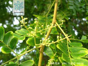 华南皂荚花果