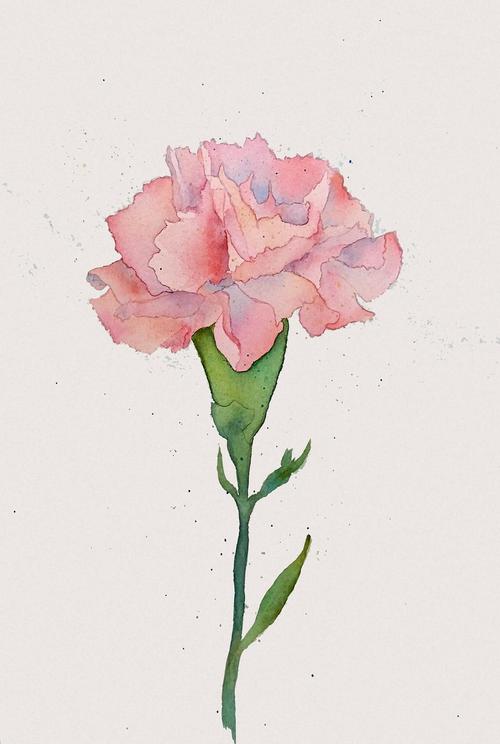 水彩康乃馨过程