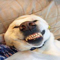 捧腹大笑的表情包_微信头像图片大全