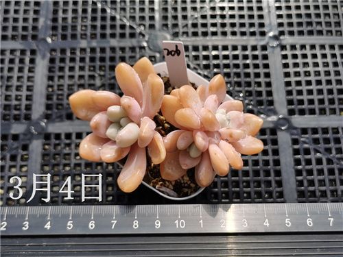 雪桃多肉植物叶草杂交萌系一物一拍阳台组合多肉植物