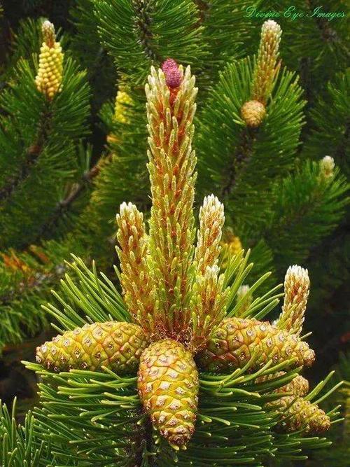 万年松树开花美景!(李仲财制)2019.12.6.