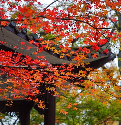 南京栖霞山的枫叶节