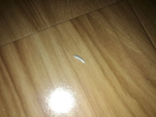 如图:家里出现这种小虫子,头部两条须,尾部三条须,晚上满房子都是.
