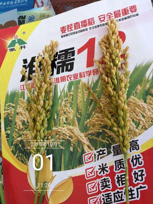 淮糯12一敢于任何品种比产量